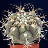 Gymnocalycium_pflanzii_v_albipulpa